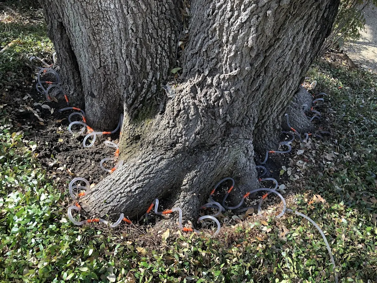 Detailed Tree Cabling and Bracing job site in Napakiak