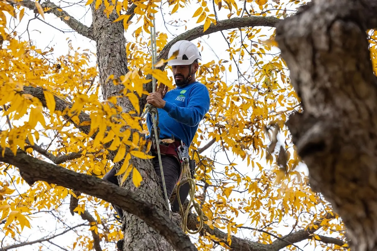 Skilled Tree Planing crew working in Napakiak